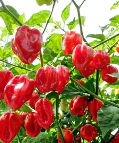 Hot Red Habanero Pepper Seeds – 50 Count – Capsicum Chinense – Vegetable Seeds - Image 1