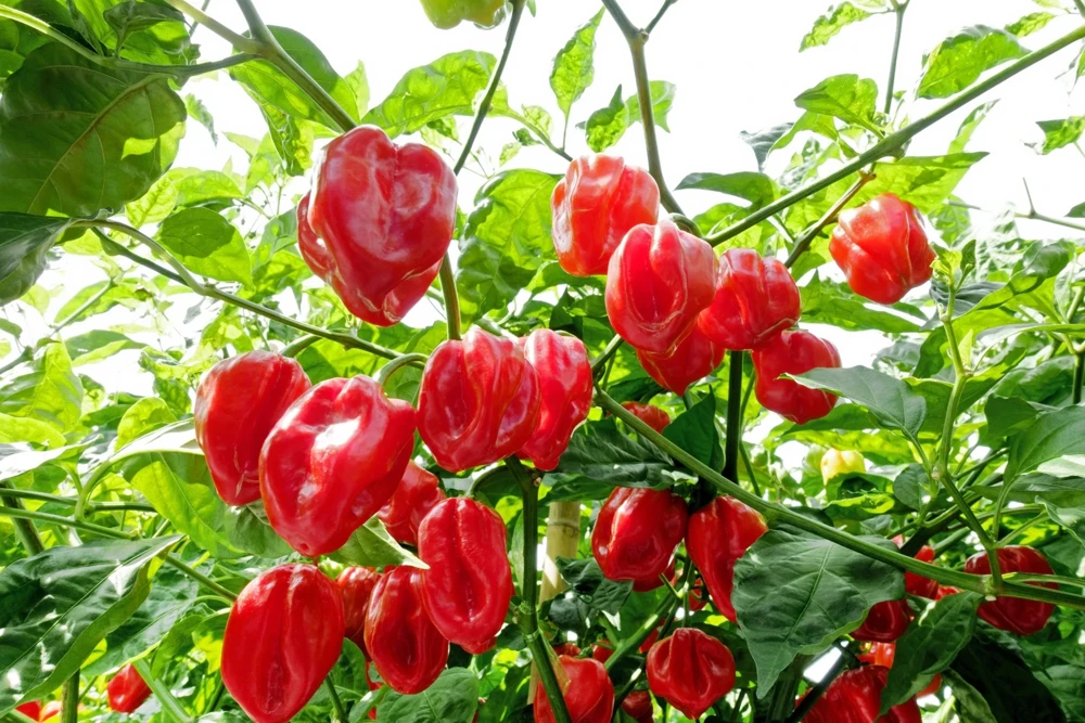 Hot Red Habanero Pepper Seeds – 50 Count – Capsicum Chinense – Vegetable Seeds - Image 1