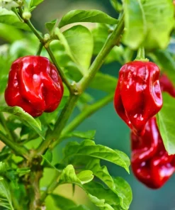 Hot Red Habanero Pepper Seeds – 50 Count – Capsicum Chinense – Vegetable Seeds - Image 6