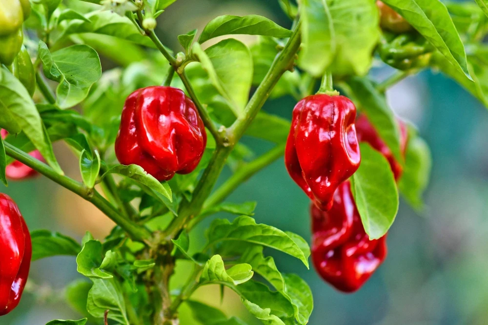 Hot Red Habanero Pepper Seeds – 50 Count – Capsicum Chinense – Vegetable Seeds - Image 6
