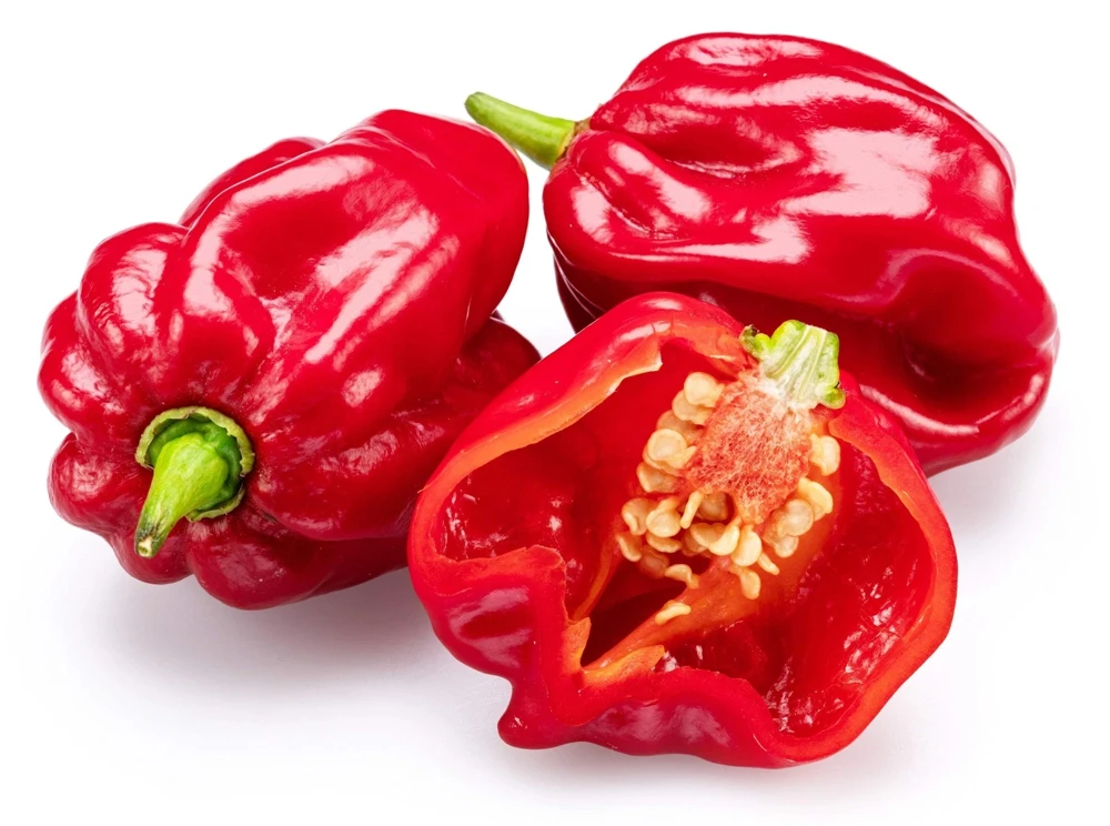 Hot Red Habanero Pepper Seeds – 50 Count – Capsicum Chinense – Vegetable Seeds - Image 7
