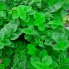 Hot & Spicy Oregano Live Plant - 3" Pot - Culinary Herb for Indoor/Outdoor - Image 1