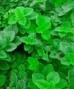 Hot & Spicy Oregano Live Plant - 3