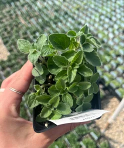 Hot & Spicy Oregano Live Plant - 3