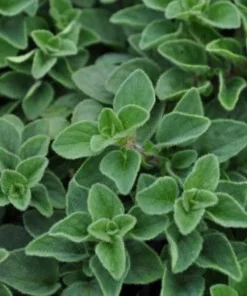 Hot & Spicy Oregano Live Plant - 3