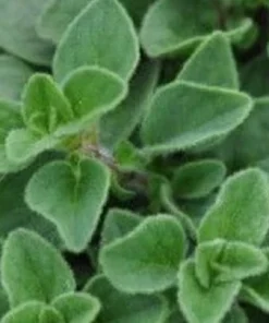 Hot & Spicy Oregano Live Plant - 3