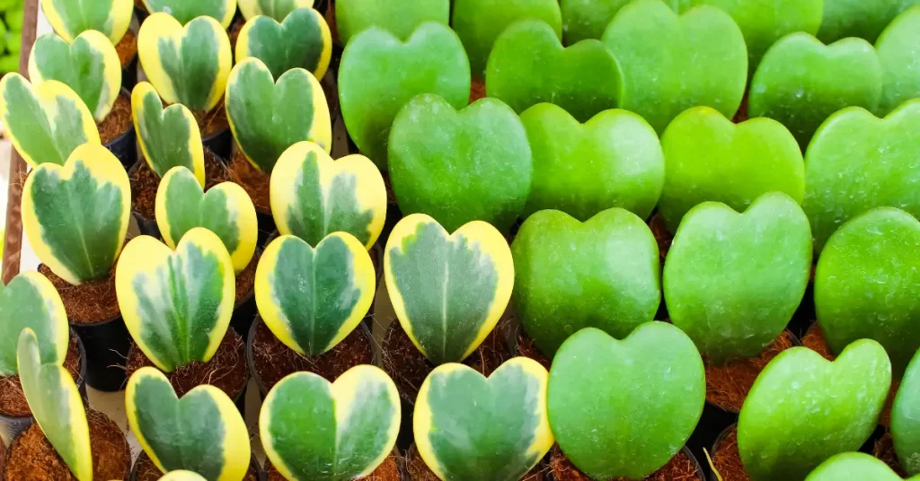 how to care Sweetheart Hoya plants