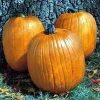 Howden Biggie Pumpkin Seeds - 15 Count - Large Dark Orange Fruit - Image 1