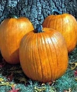 Howden Biggie Pumpkin Seeds - 15 Count - Large Dark Orange Fruit - Image 1