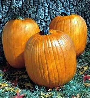 Howden Biggie Pumpkin Seeds - 15 Count - Large Dark Orange Fruit - Image 1