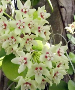 Hoya Australis 'Lisa' Wax Plant - Live Plant - 4 inch Pot - Indoor - Image 2
