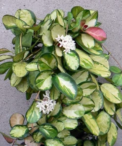 Hoya Australis 'Lisa' Wax Plant - Live Plant - 4 inch Pot - Indoor - Image 3
