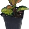 Hoya Australis 'Lisa' Wax Plant - Live Plant - 4 inch Pot - Indoor - Image 1