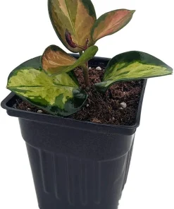 Hoya Australis 'Lisa' Wax Plant - Live Plant - 4 inch Pot - Indoor - Image 1