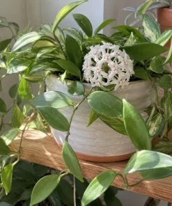Hoya Australis Live Plant - Wax Flower Vine, Trailing Houseplant, 4 Inch Pot - Image 2