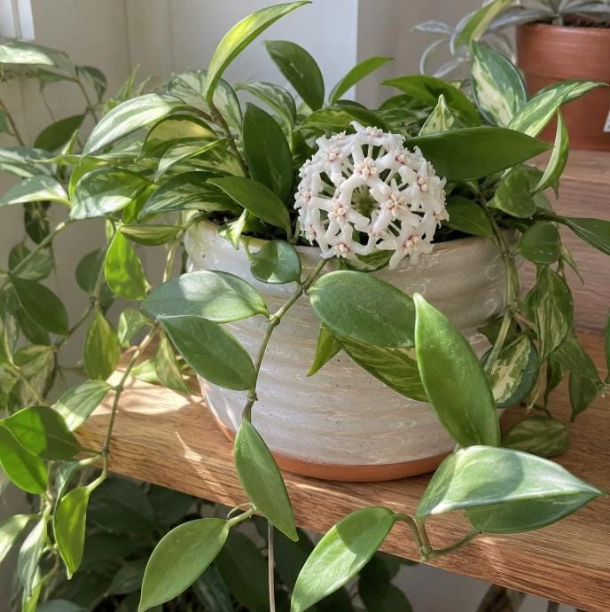 Hoya Australis Live Plant - Wax Flower Vine, Trailing Houseplant, 4 Inch Pot - Image 2
