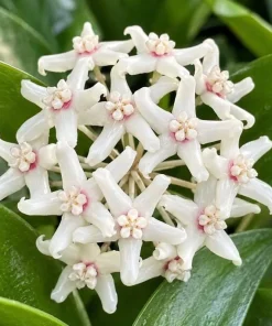 Hoya Australis Live Plant - Wax Flower Vine, Trailing Houseplant, 4 Inch Pot - Image 3