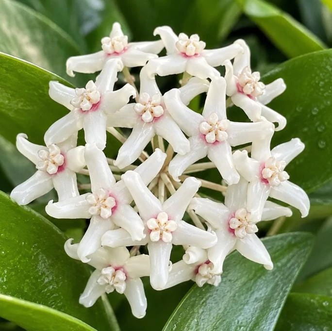 Hoya Australis Live Plant - Wax Flower Vine, Trailing Houseplant, 4 Inch Pot - Image 3