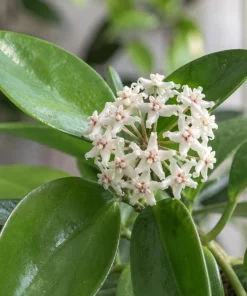 Hoya Australis Live Plant - Wax Flower Vine, Trailing Houseplant, 4 Inch Pot - Image 4