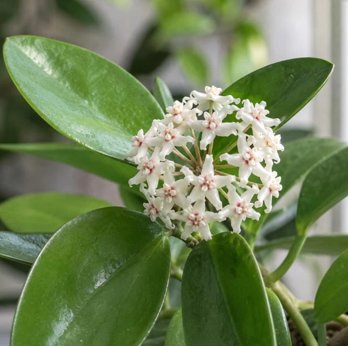 Hoya Australis Live Plant - Wax Flower Vine, Trailing Houseplant, 4 Inch Pot - Image 4