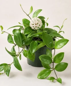 Hoya Australis Live Plant - Wax Flower Vine, Trailing Houseplant, 4 Inch Pot - Image 5