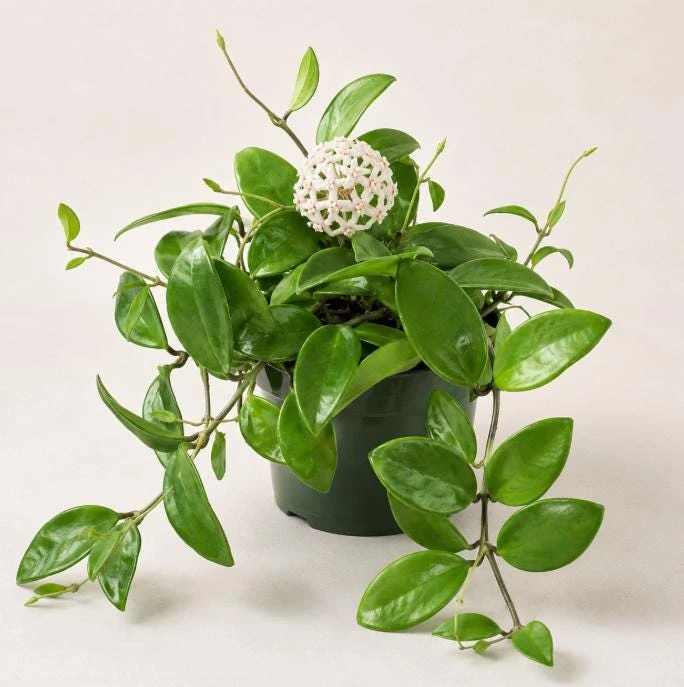Hoya Australis Live Plant - Wax Flower Vine, Trailing Houseplant, 4 Inch Pot - Image 5