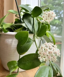 Hoya Australis Live Plant - Wax Flower Vine, Trailing Houseplant, 4 Inch Pot - Image 6