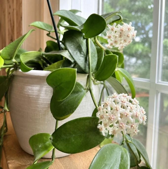 Hoya Australis Live Plant - Wax Flower Vine, Trailing Houseplant, 4 Inch Pot - Image 6