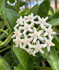 Hoya Australis Live Plant - Wax Flower Vine, Trailing Houseplant, 4 Inch Pot - Image 8