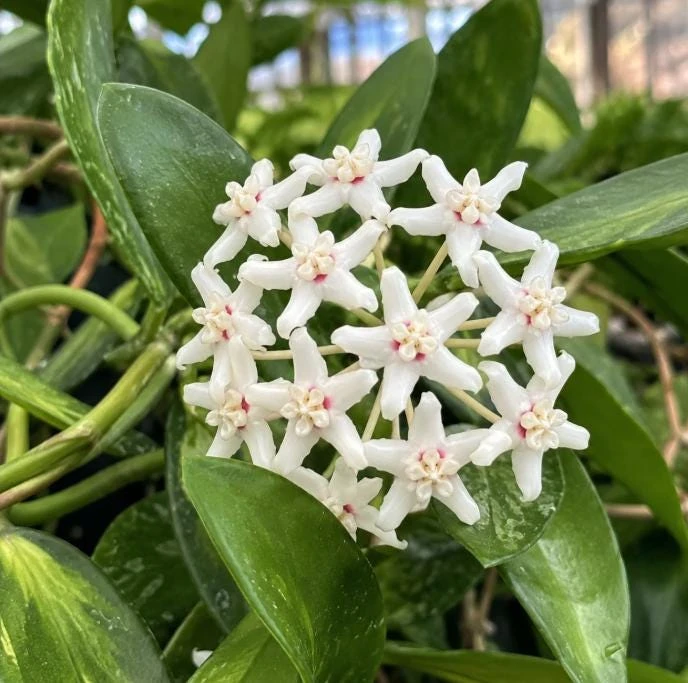 Hoya Australis Live Plant - Wax Flower Vine, Trailing Houseplant, 4 Inch Pot - Image 8