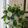 Hoya Australis Live Plant - Wax Flower Vine, Trailing Houseplant, 4 Inch Pot - Image 1