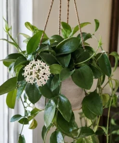 Hoya Australis Live Plant - Wax Flower Vine, Trailing Houseplant, 4 Inch Pot - Image 1