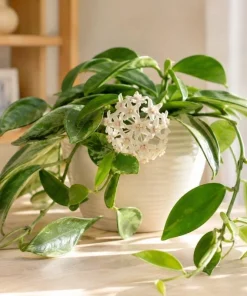 Hoya Australis Live Plant - Wax Flower Vine, Trailing Houseplant, 4 Inch Pot - Image 9
