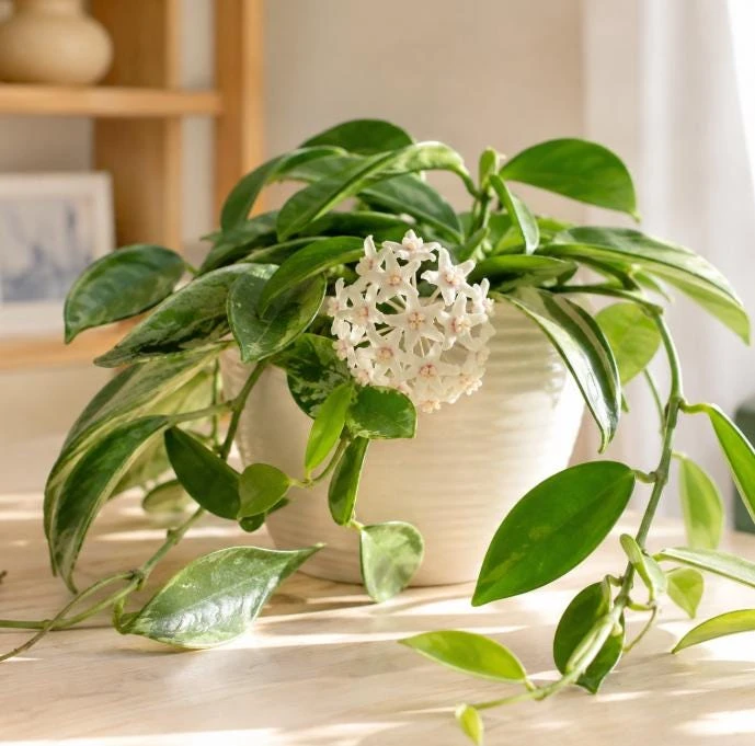 Hoya Australis Live Plant - Wax Flower Vine, Trailing Houseplant, 4 Inch Pot - Image 9