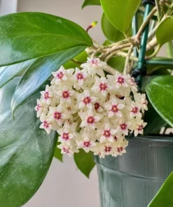 Hoya Bulusan Live Plant - Tropical Wax Plant - 4 Inch Pot - Indoor Climbing Vine - Image 2