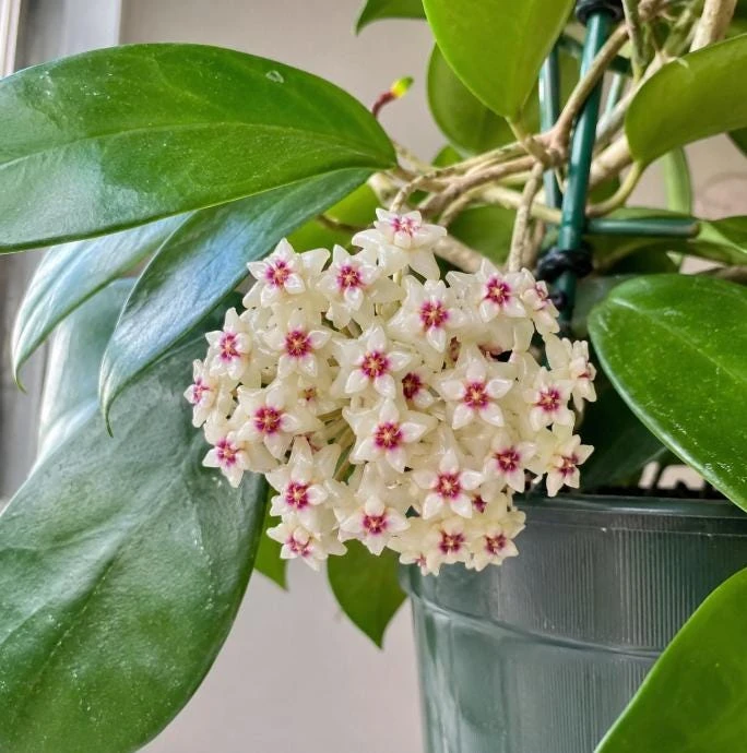 Hoya Bulusan Live Plant - Tropical Wax Plant - 4 Inch Pot - Indoor Climbing Vine - Image 2