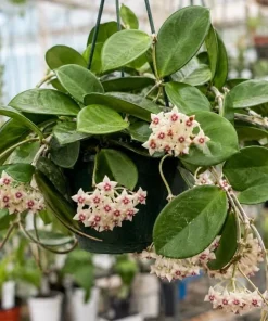Hoya Bulusan Live Plant - Tropical Wax Plant - 4 Inch Pot - Indoor Climbing Vine - Image 1