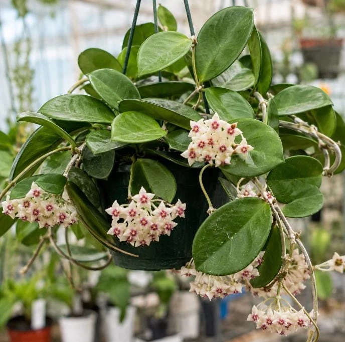 Hoya Bulusan Live Plant - Tropical Wax Plant - 4 Inch Pot - Indoor Climbing Vine - Image 1