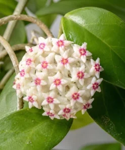 Hoya Bulusan Live Plant - Tropical Wax Plant - 4 Inch Pot - Indoor Climbing Vine - Image 3