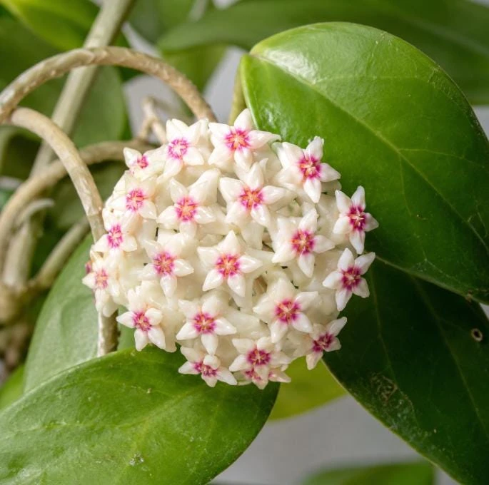 Hoya Bulusan Live Plant - Tropical Wax Plant - 4 Inch Pot - Indoor Climbing Vine - Image 3