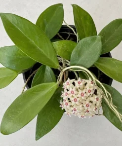 Hoya Bulusan Live Plant - Tropical Wax Plant - 4 Inch Pot - Indoor Climbing Vine - Image 4