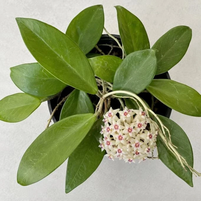 Hoya Bulusan Live Plant - Tropical Wax Plant - 4 Inch Pot - Indoor Climbing Vine - Image 4
