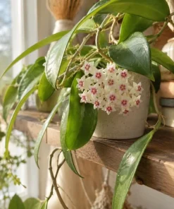 Hoya Bulusan Live Plant - Tropical Wax Plant - 4 Inch Pot - Indoor Climbing Vine - Image 5