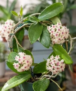 Hoya Bulusan Live Plant - Tropical Wax Plant - 4 Inch Pot - Indoor Climbing Vine - Image 6