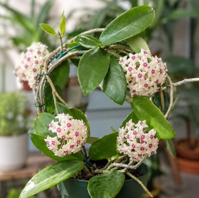 Hoya Bulusan Live Plant - Tropical Wax Plant - 4 Inch Pot - Indoor Climbing Vine - Image 6