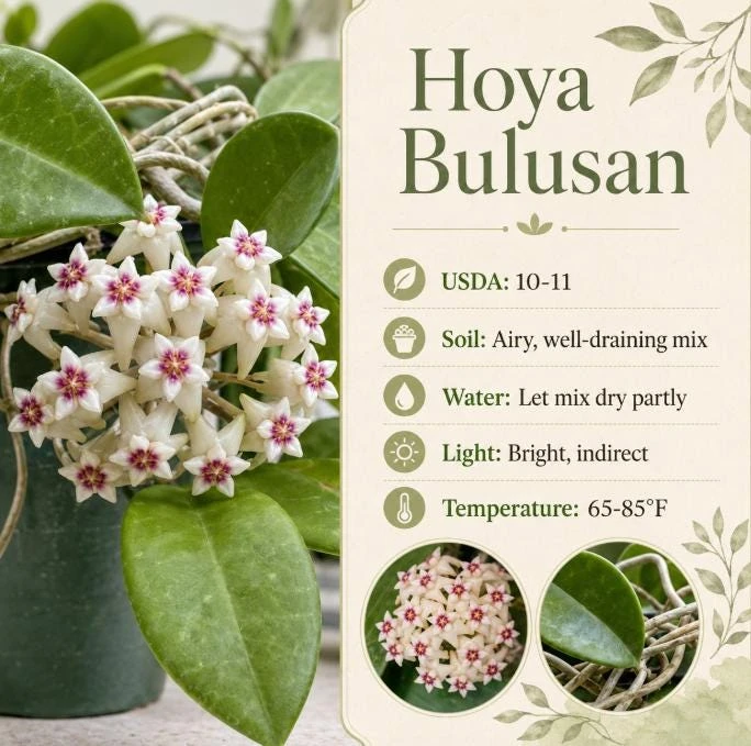 Hoya Bulusan Live Plant - Tropical Wax Plant - 4 Inch Pot - Indoor Climbing Vine - Image 7