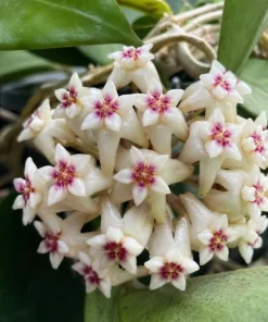 Hoya Bulusan Live Plant - Tropical Wax Plant - 4 Inch Pot - Indoor Climbing Vine - Image 8