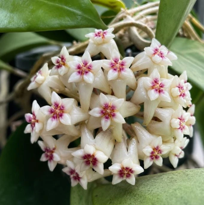 Hoya Bulusan Live Plant - Tropical Wax Plant - 4 Inch Pot - Indoor Climbing Vine - Image 8
