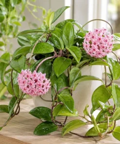 Hoya Carnosa Green Live Plant - Wax Plant Vine, Indoor Trailing Houseplant, 4 Inch Pot - Image 2