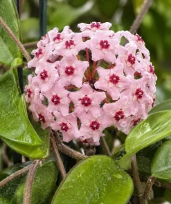 Hoya Carnosa Green Live Plant - Wax Plant Vine, Indoor Trailing Houseplant, 4 Inch Pot - Image 3